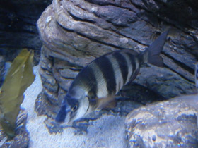 Смотреть фото Зубарь Фото Зубарь