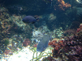 Смотреть фото Чернохвостая облада Фото Чернохвостая облада