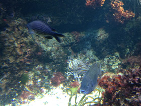 Смотреть фото Чернохвостая облада Фото Чернохвостая облада