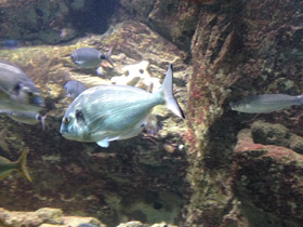 Смотреть фото Сальпа Фото Сальпа