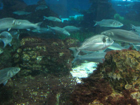 Смотреть фото Дорада Фото Дорада