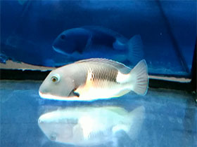 Смотреть фото Обычный попугай Фото Обычный попугай