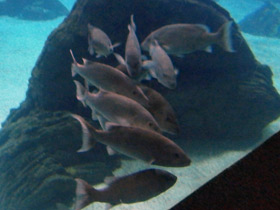 Смотреть фото Обыкновенный серебристый горбыль Фото Обыкновенный серебристый горбыль