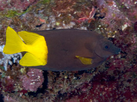 Смотреть фото Двухцветная лисица Фото Двухцветная лисица