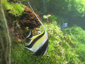 Смотреть фото Рогатый занкл Фото Рогатый занкл