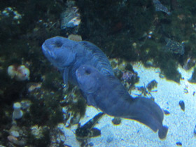 Смотреть фото Полосатая зубатка Фото Полосатая зубатка