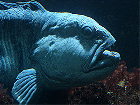 Смотреть фото Полосатая зубатка Фото Полосатая зубатка