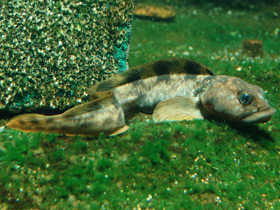 Фото Европейская бельдюга