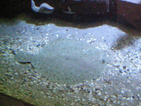 Смотреть фото Рыба тюрбо Фото Рыба тюрбо