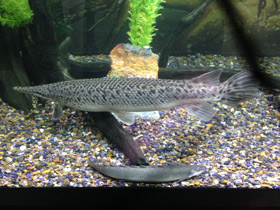 Смотреть фото Нильский многопёр Фото Нильский многопёр