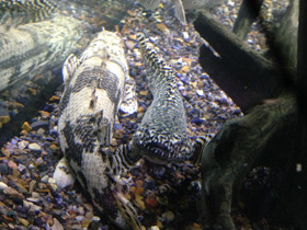 Смотреть фото Многопер Дельгеза Фото Многопер Дельгеза