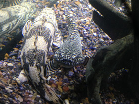 Смотреть фото Многопер Дельгеза Фото Многопер Дельгеза