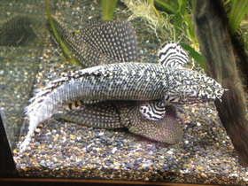 Смотреть фото Многопёр Эндлихера Фото Многопёр Эндлихера