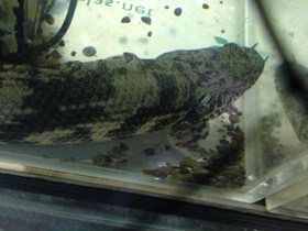 Смотреть фото Многопёр Эндлихера Фото Многопёр Эндлихера