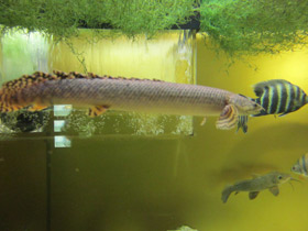 Смотреть фото Конголезский многопёр Фото Конголезский многопёр