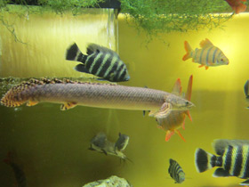 Смотреть фото Конголезский многопёр Фото Конголезский многопёр