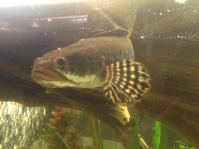 Смотреть фото Конголезский многопёр Фото Конголезский многопёр