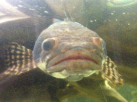 Смотреть фото Конголезский многопёр Фото Конголезский многопёр