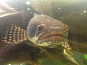 Смотреть фото Конголезский многопёр Фото Конголезский многопёр