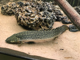 Смотреть фото Конголезский многопёр Фото Конголезский многопёр