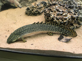 Смотреть фото Конголезский многопёр Фото Конголезский многопёр