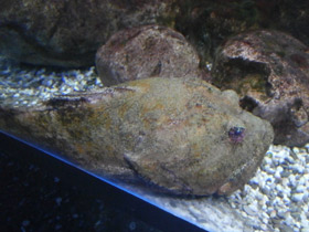 Смотреть фото Многоигловый керчак Фото Многоигловый керчак