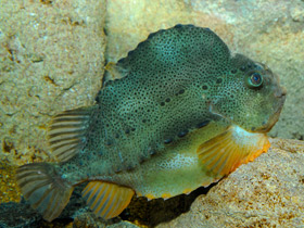 Смотреть фото Пинагор Фото Пинагор