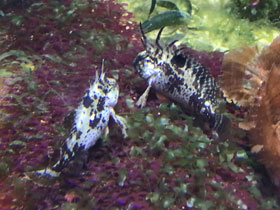 Смотреть фото Красноплавничная рыба-оса Фото Красноплавничная рыба-оса