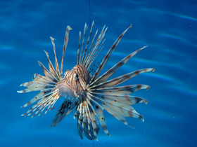 Фото Индийская крылатка-зебра