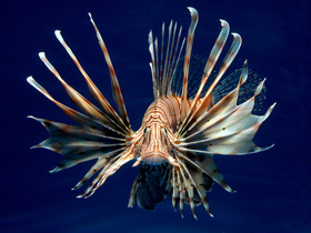 Индийская крылатка-зебра Индийская крылатка-зебра