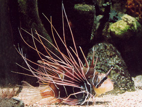 Радиальная крылатка Радиальная крылатка