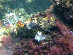 Смотреть фото Океанская бородавчатка Фото Океанская бородавчатка