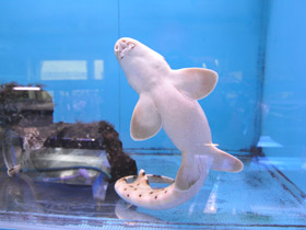 Смотреть фото Глазчатая кошачья акула Фото Глазчатая кошачья акула