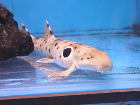 Смотреть фото Глазчатая кошачья акула Фото Глазчатая кошачья акула