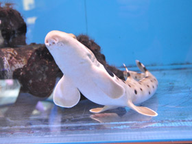 Смотреть фото Глазчатая кошачья акула Фото Глазчатая кошачья акула