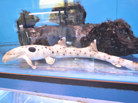 Смотреть фото Глазчатая кошачья акула Фото Глазчатая кошачья акула