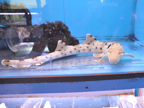 Смотреть фото Глазчатая кошачья акула Фото Глазчатая кошачья акула