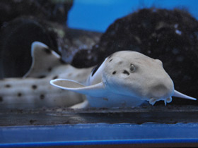 Смотреть фото Глазчатая кошачья акула Фото Глазчатая кошачья акула