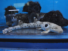 Смотреть фото Глазчатая кошачья акула Фото Глазчатая кошачья акула