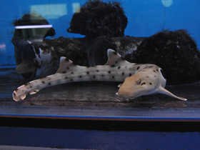 Смотреть фото Глазчатая кошачья акула Фото Глазчатая кошачья акула