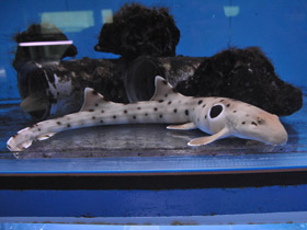 Смотреть фото Глазчатая кошачья акула Фото Глазчатая кошачья акула