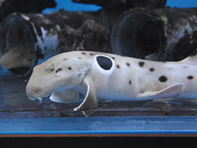 Смотреть фото Глазчатая кошачья акула Фото Глазчатая кошачья акула