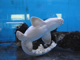 Смотреть фото Глазчатая кошачья акула Фото Глазчатая кошачья акула