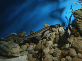 Смотреть фото Австралийская бычья акула Фото Австралийская бычья акула