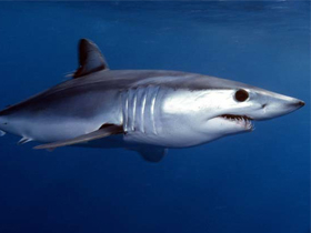 Смотреть фото Обыкновенная акула-мако Фото Обыкновенная акула-мако