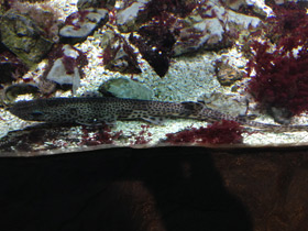 Смотреть фото Звёздчатая кошачья акула Фото Звёздчатая кошачья акула