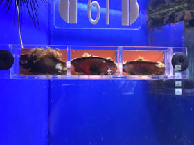 Смотреть фото Звёздчатая кошачья акула Фото Звёздчатая кошачья акула