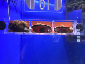 Смотреть фото Звёздчатая кошачья акула Фото Звёздчатая кошачья акула