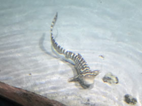 Смотреть фото Зебровая акула Фото Зебровая акула