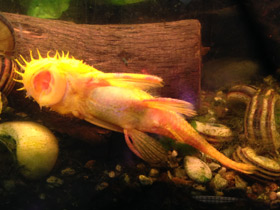 Смотреть фото Анциструс Фото Анциструс